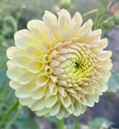 Skipley Moonglow - Tuber