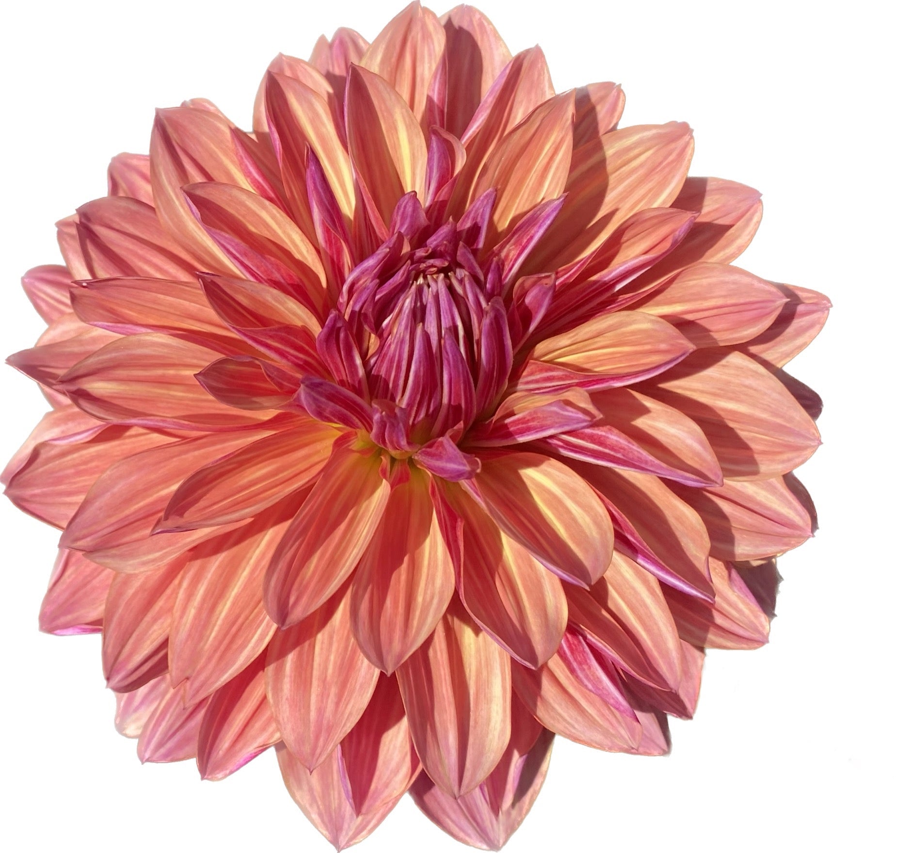 Dahlia Tubers – Dragonfly Dahlias