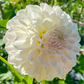 Irish Ruffles - Tuber