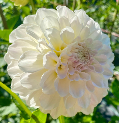 Irish Ruffles - Tuber