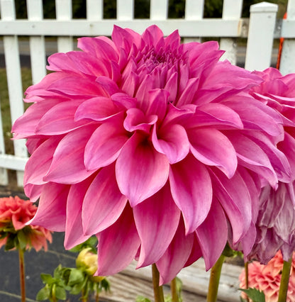 River’s Bubble Gum - Tuber