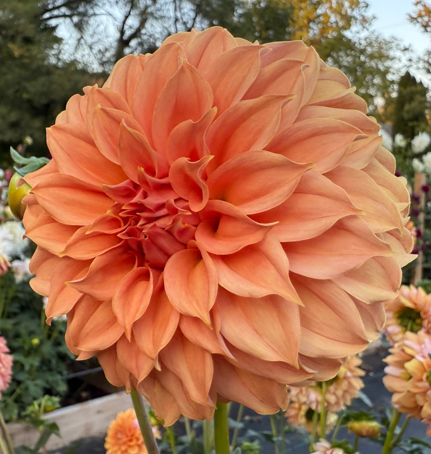 Bell’s Momo - Tuber