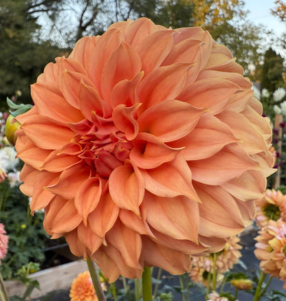 Bell’s Momo - Tuber