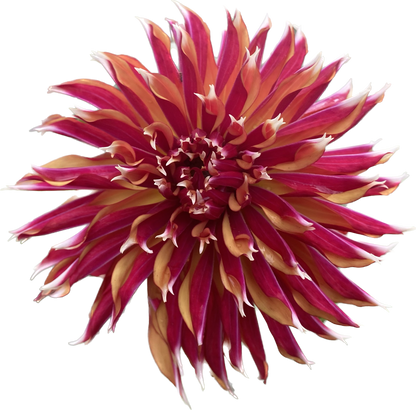 Bloomquist Firecracker - Tuber