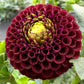 Moor Place - Tuber