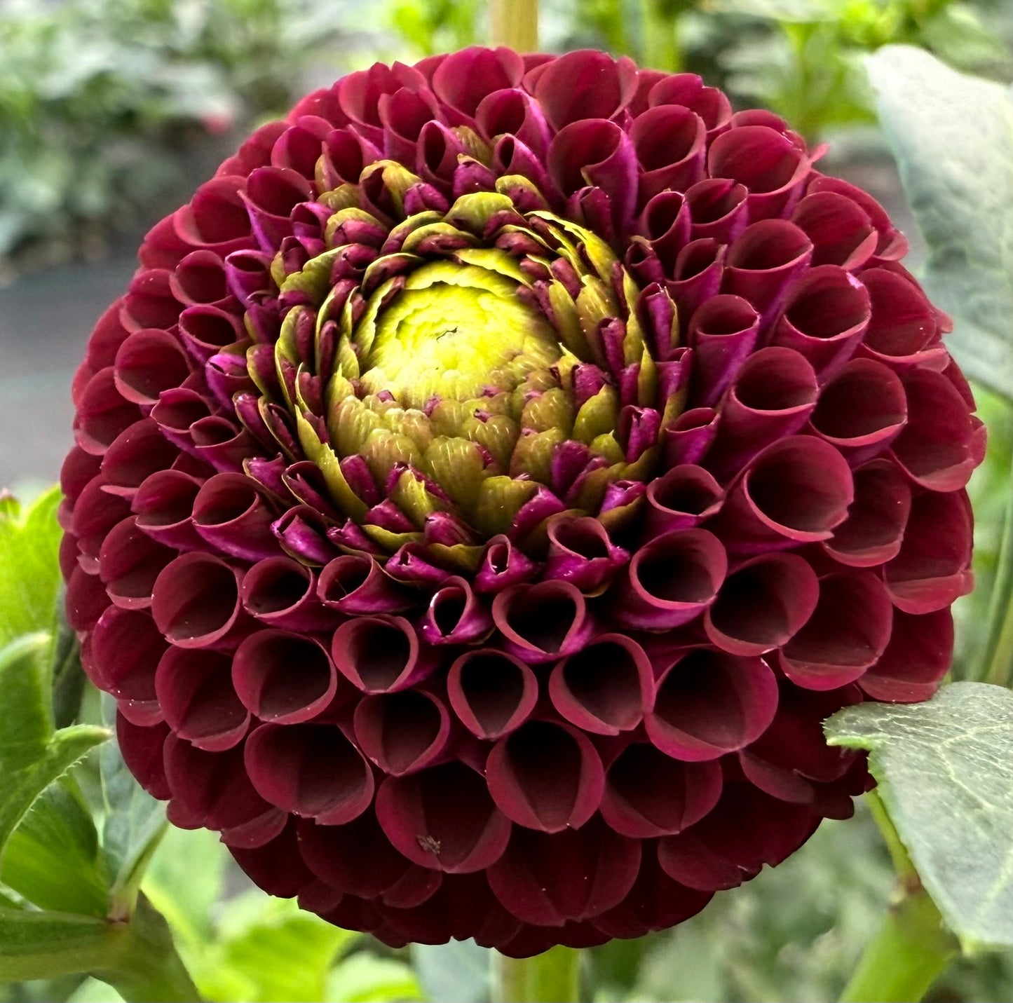 Moor Place - Tuber