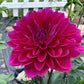 Sandia Nocturne - Tuber
