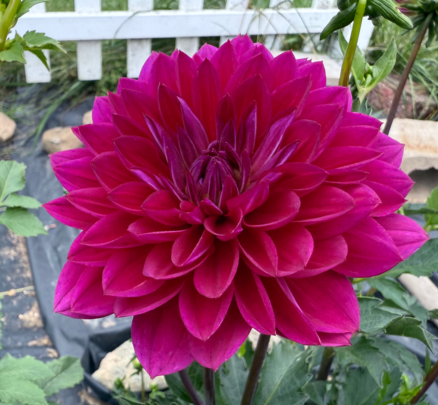 Sandia Nocturne - Tuber