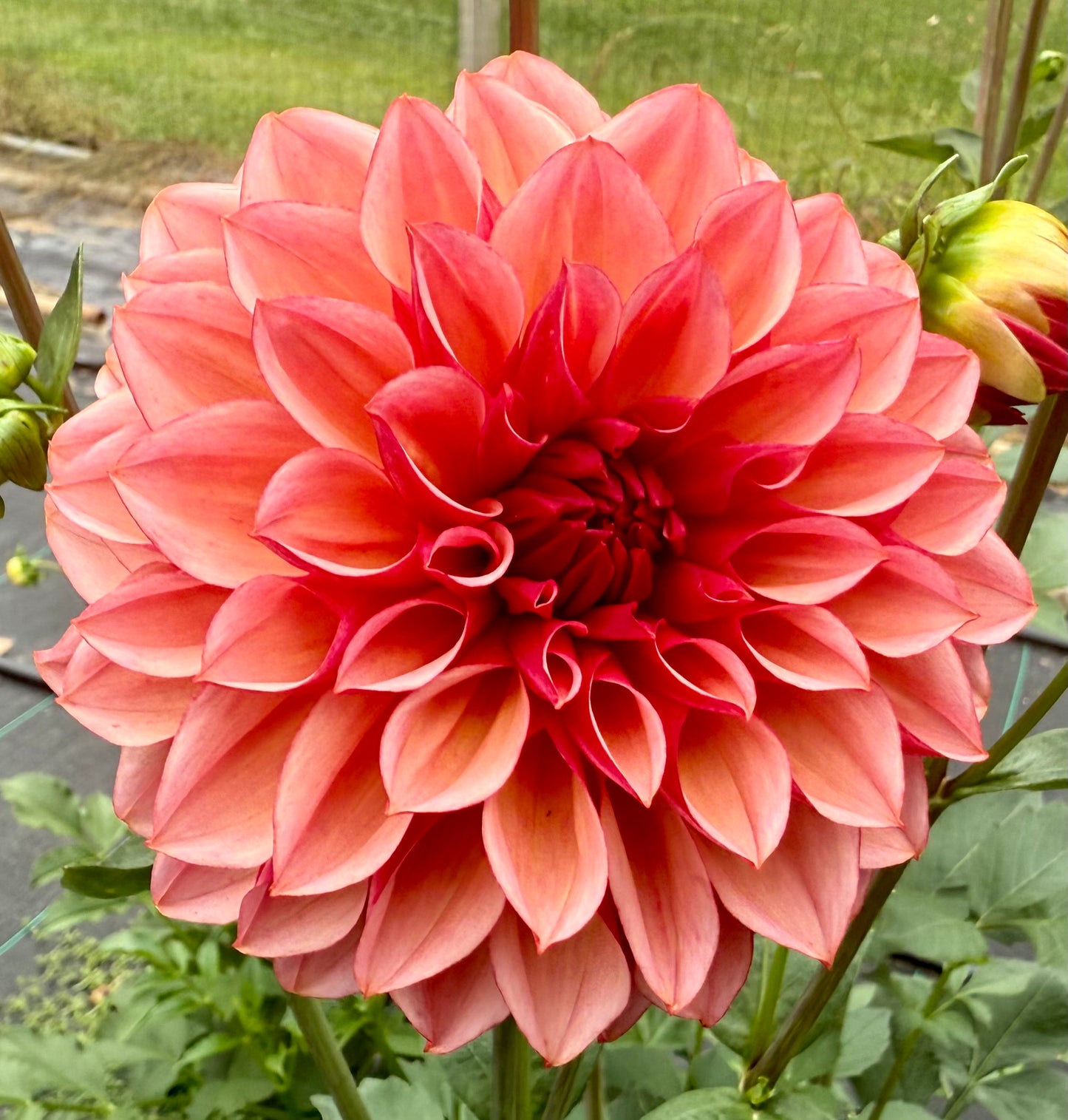 Peach Macaron (Japan variety) - Tuber