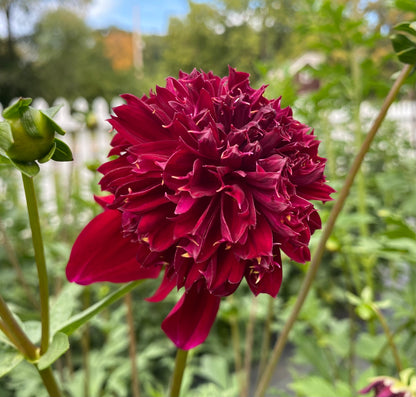 Bloomquist Obeisance - Tuber