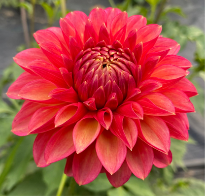 Camano Mystery - Tuber