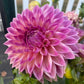 Dusty Beauty (Euro Variety) - Tuber