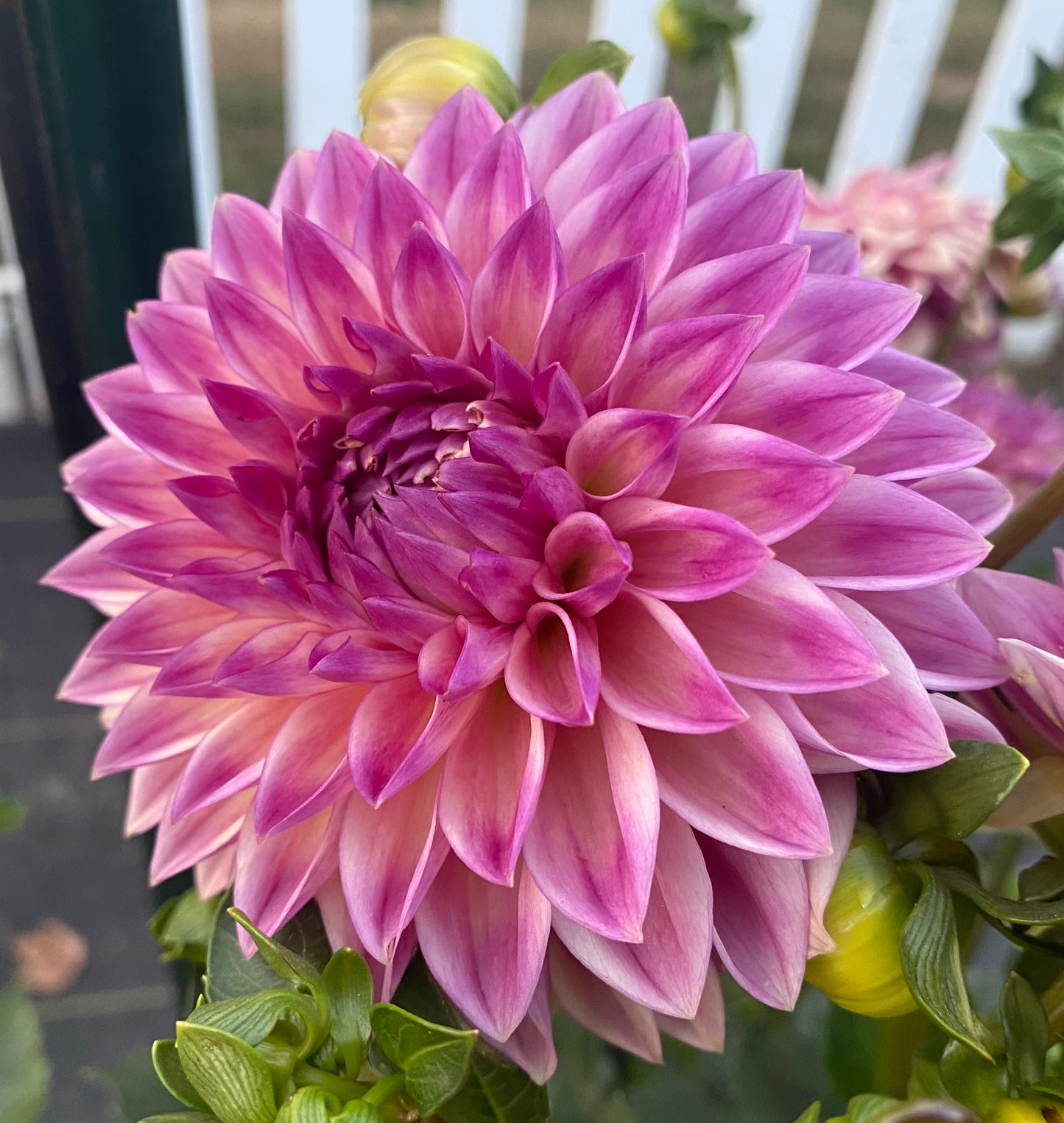 Dusty Beauty (Euro Variety) - Tuber