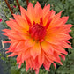 Bloomquist Peach Sorbet - Tuber