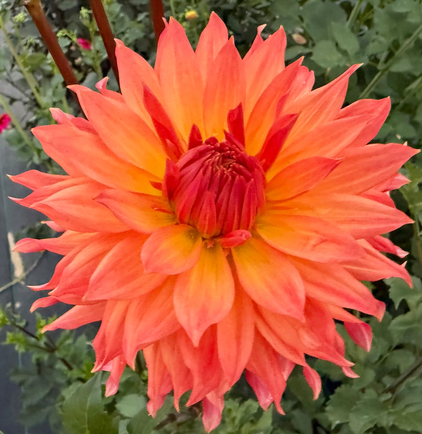 Bloomquist Peach Sorbet - Tuber