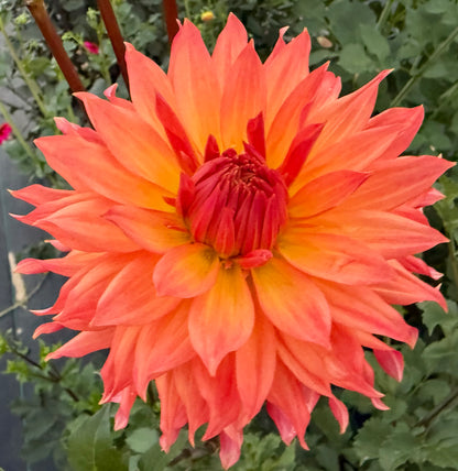 Bloomquist Peach Sorbet - Tuber