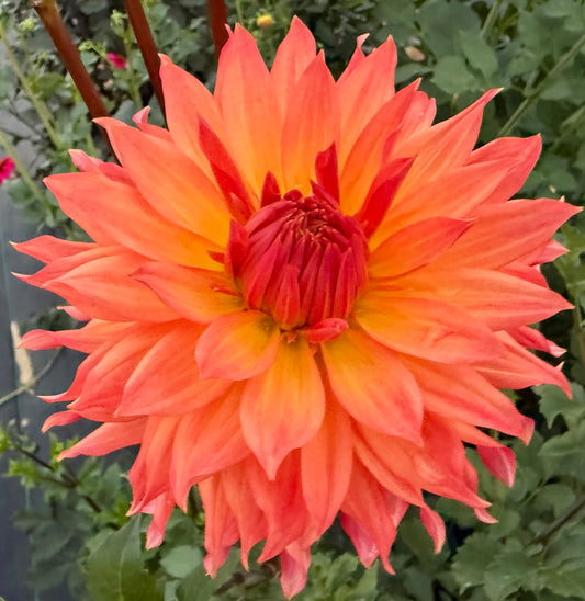 Bloomquist Peach Sorbet - Tuber