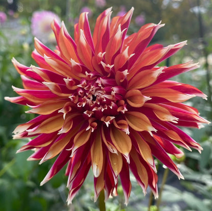 Bloomquist Firecracker - Tuber