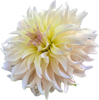 Lakeview Blush - Tuber