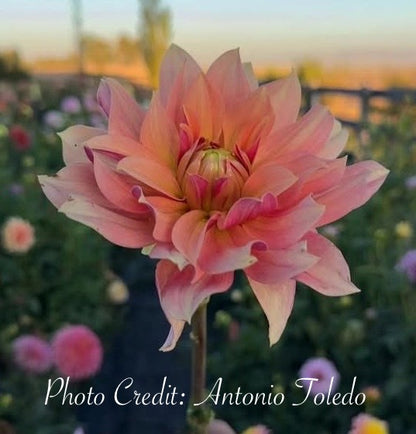 Salish October Wedding - Tuber