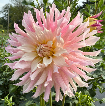 SF Madelouie - Tuber