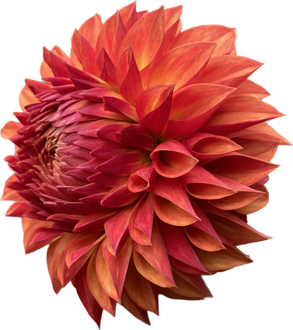 Verrone’s Sandra J - Tuber