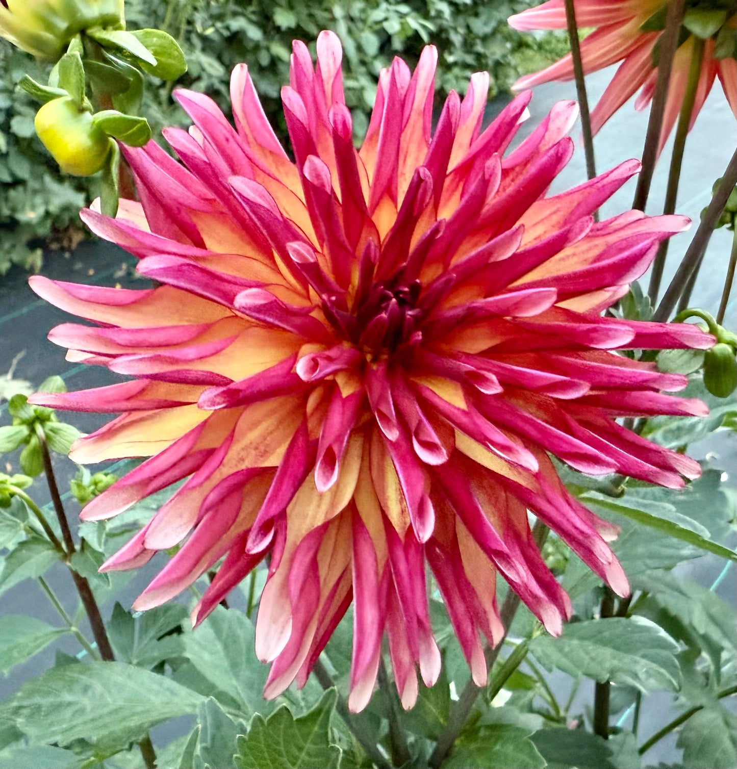 River’s Novelty - Tuber