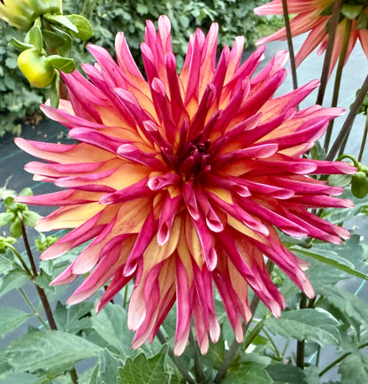 River’s Novelty - Tuber