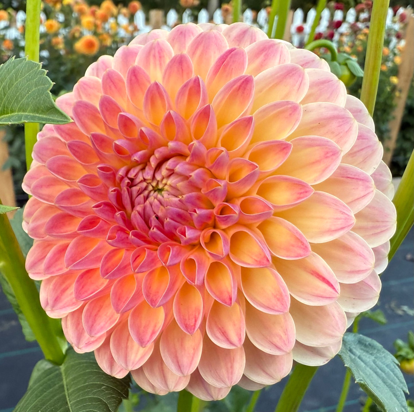 Hapet Salmon - Tuber