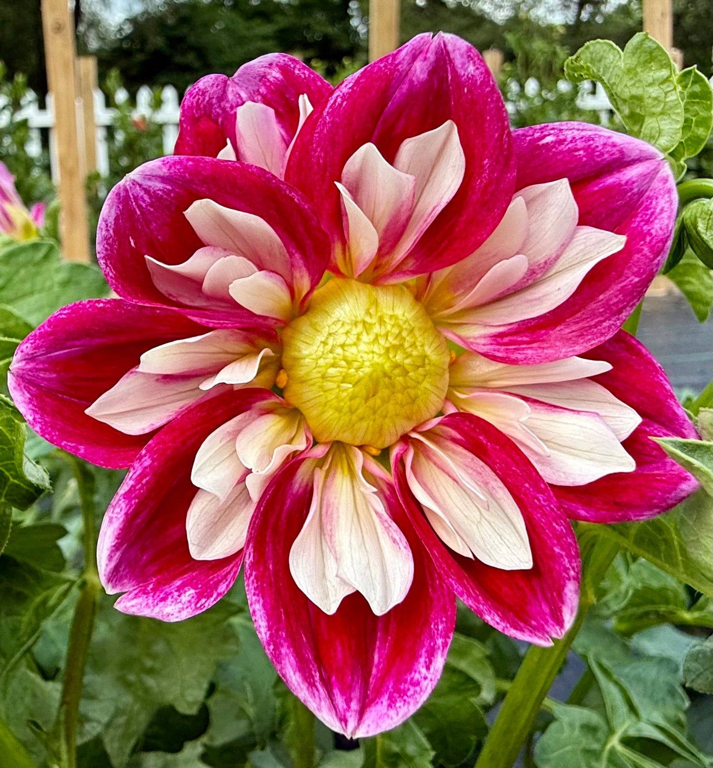 Bell’s Cair Paravel - Tuber