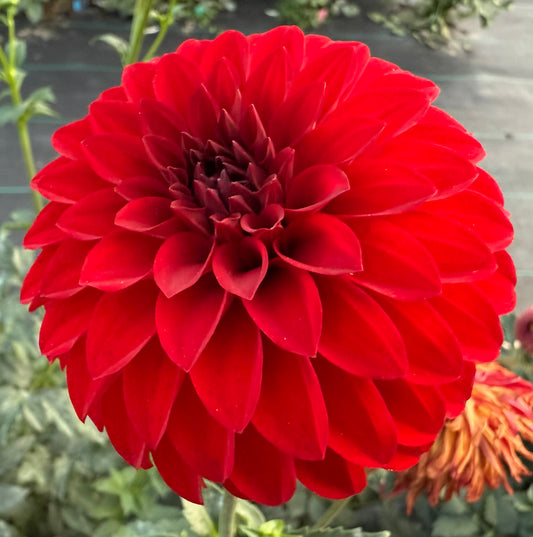 River’s Cherry Bomb - Tuber