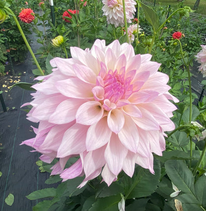 Bloomquist Compare - Tuber