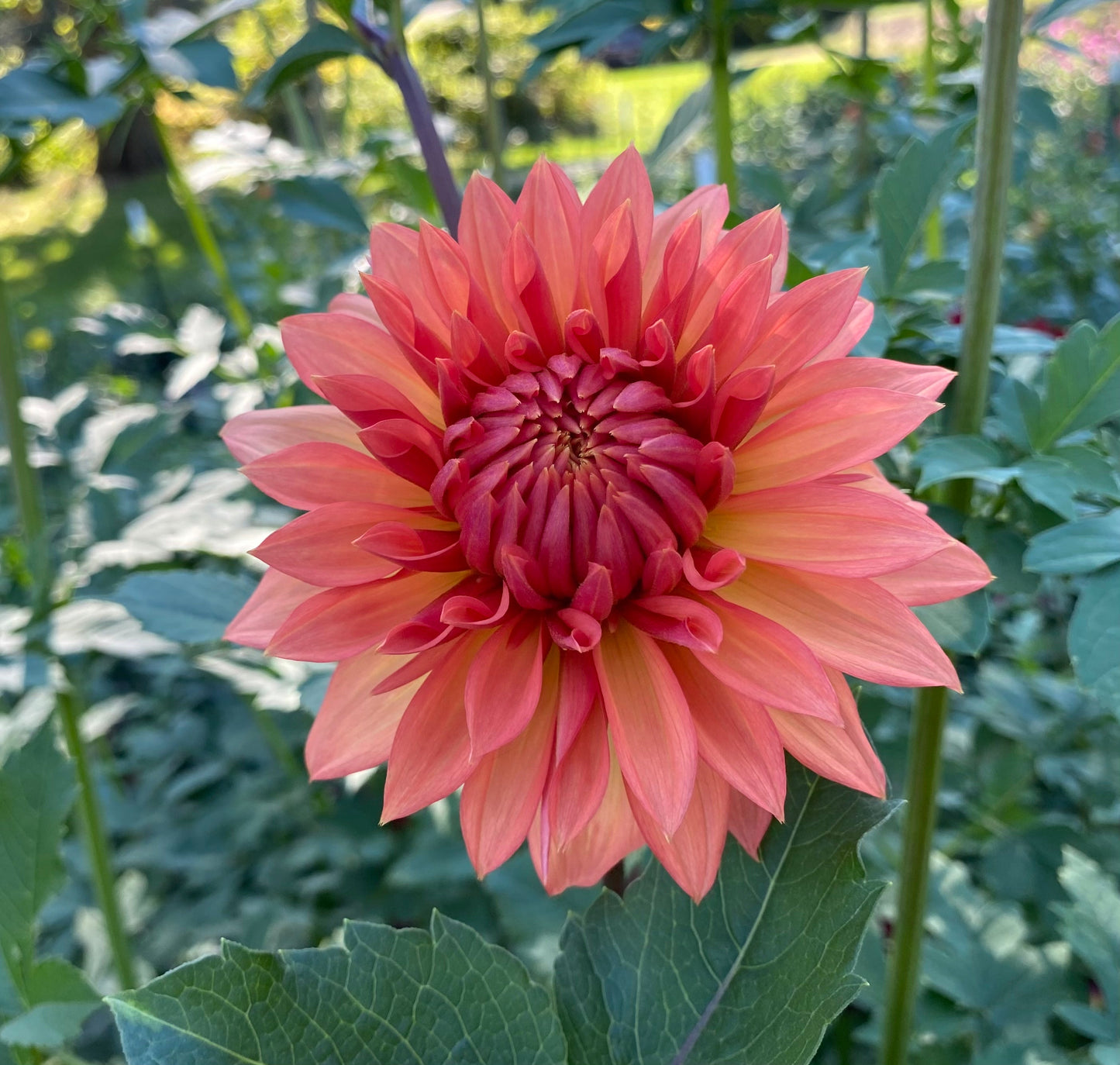 Bloomquist Orion - Rooted Cutting – Dragonfly Dahlias