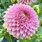 Bloomquist Pink Parfait - Tuber