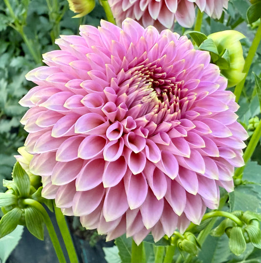 Bloomquist Pink Parfait - Tuber