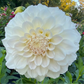 Irish Ruffles - Tuber