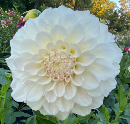 Irish Ruffles - Tuber