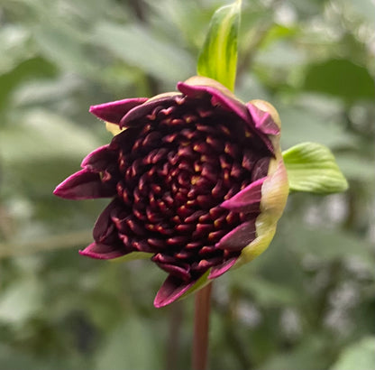 Bloomquist Puff - Tuber