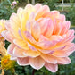 Sandia Bliss - Tuber