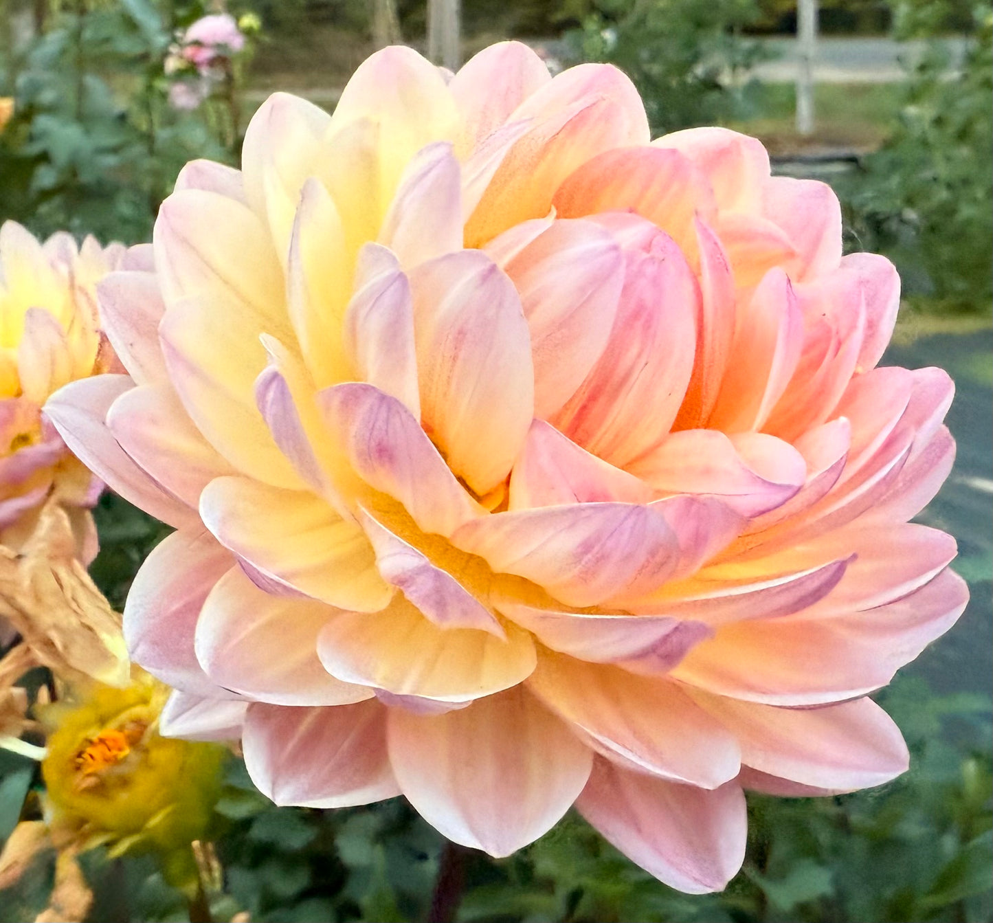 Sandia Bliss - Tuber