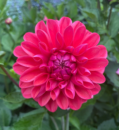 Bloomquist Curt - Tuber