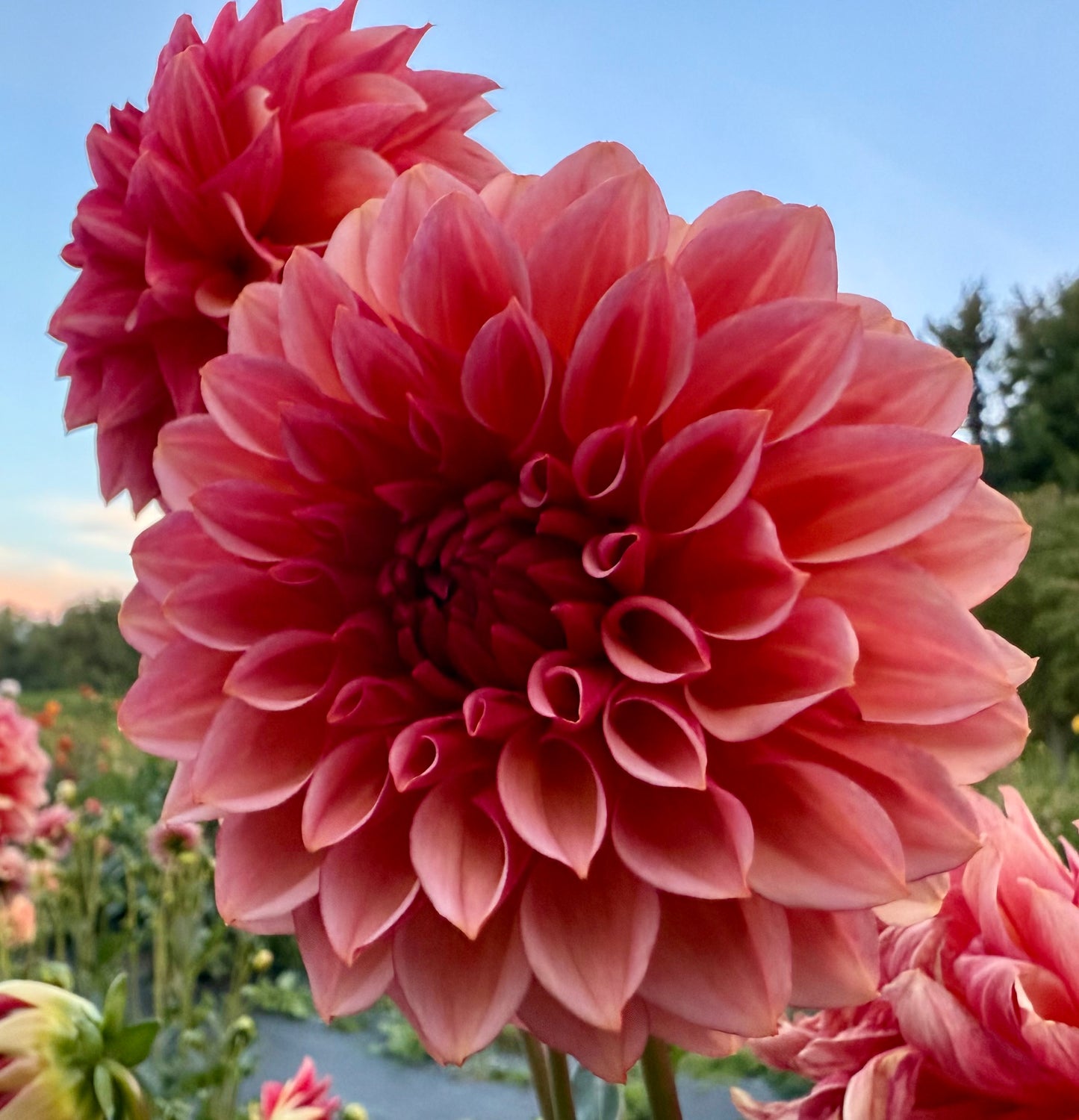 Peach Macaron (Japan variety) - Tuber