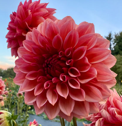 Peach Macaron (Japan variety) - Tuber