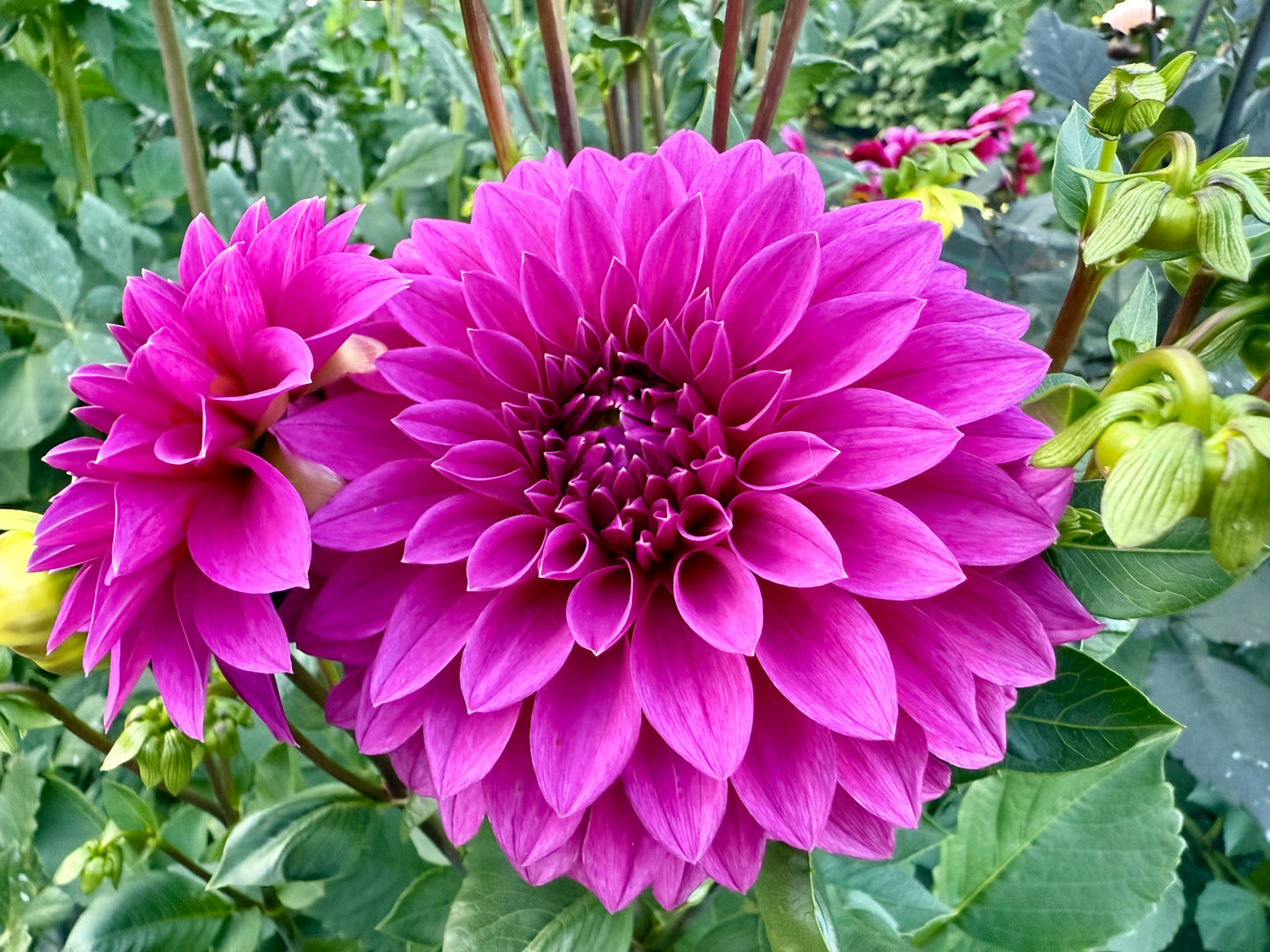 Bloomquist Ruby - Tuber