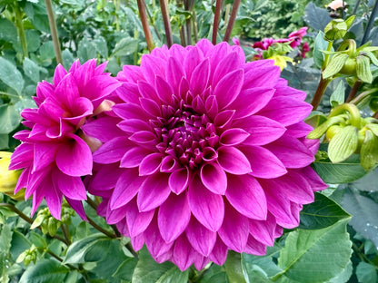 Bloomquist Ruby - Tuber