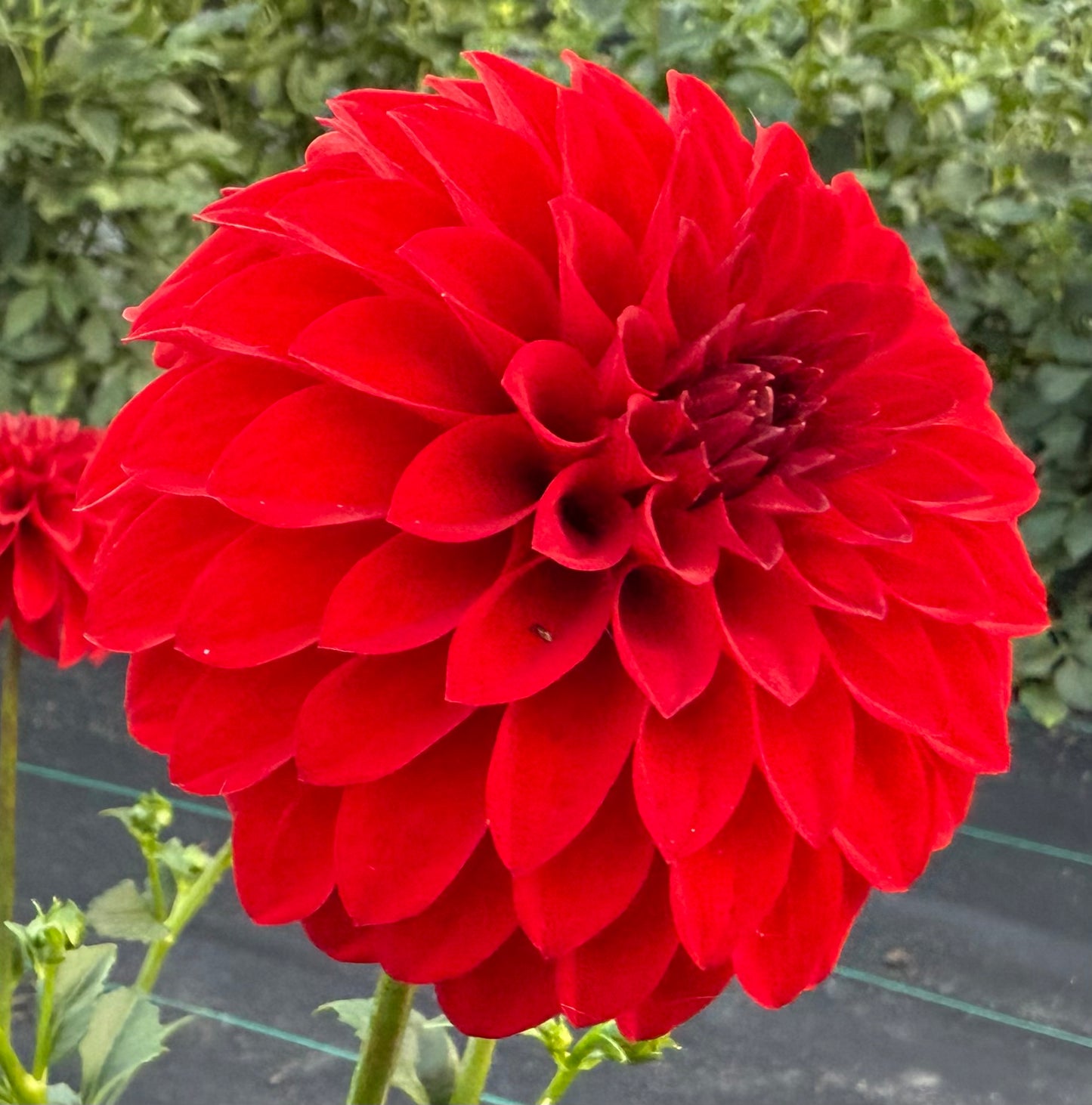 River’s Cherry Bomb - Tuber