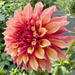 River’s Elizabeth - Tuber
