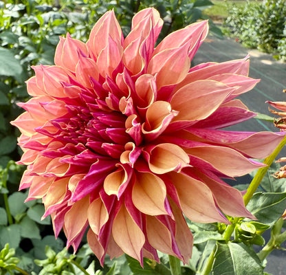 River’s Elizabeth - Tuber