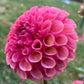 Ferncliff Kathleen - Tuber