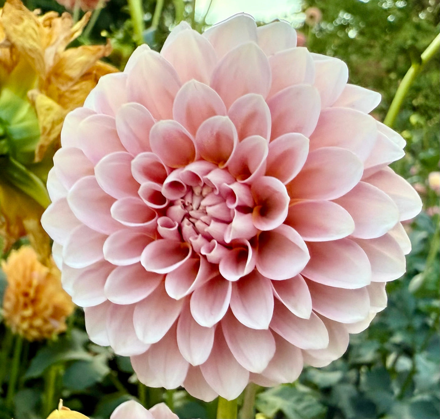 Bell’s Sienna Rose - Tuber